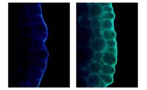 Changes in cell wall fluorescence
