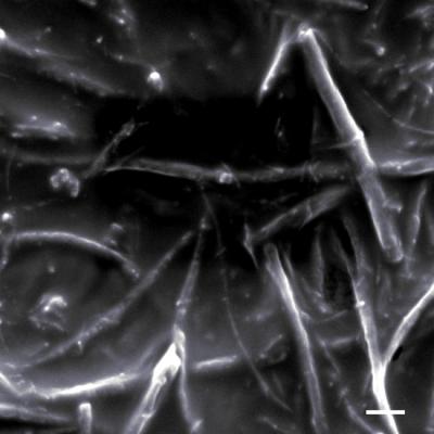 ICE (1 of 3)