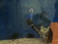 A Behaving Octopus Treats Its Own Amputated Arm Not as a Typical Food Item (1 of 2)