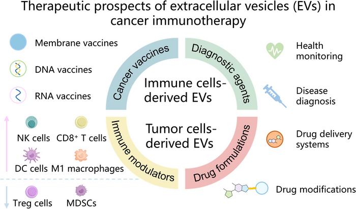 Efficient production of extracellular vesicles for enhanced cancer immunotherapy