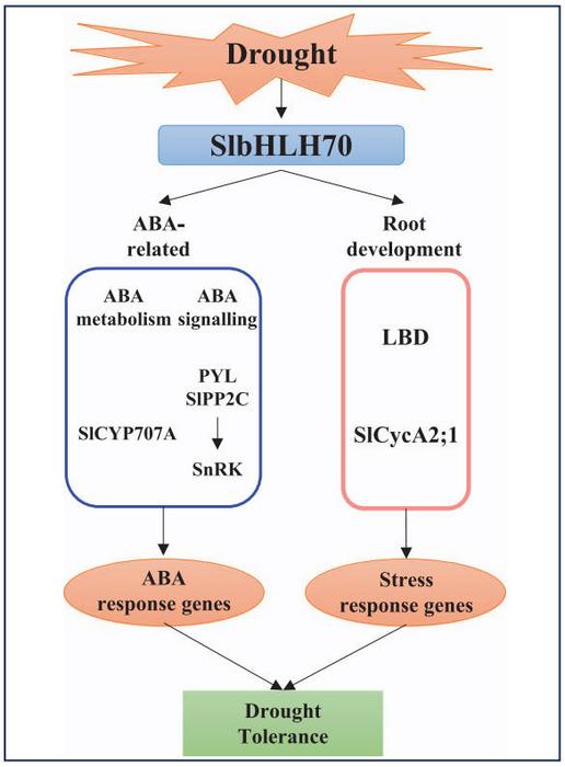 Proposal for the functional model of SlbHLH70 in drought tolerance.