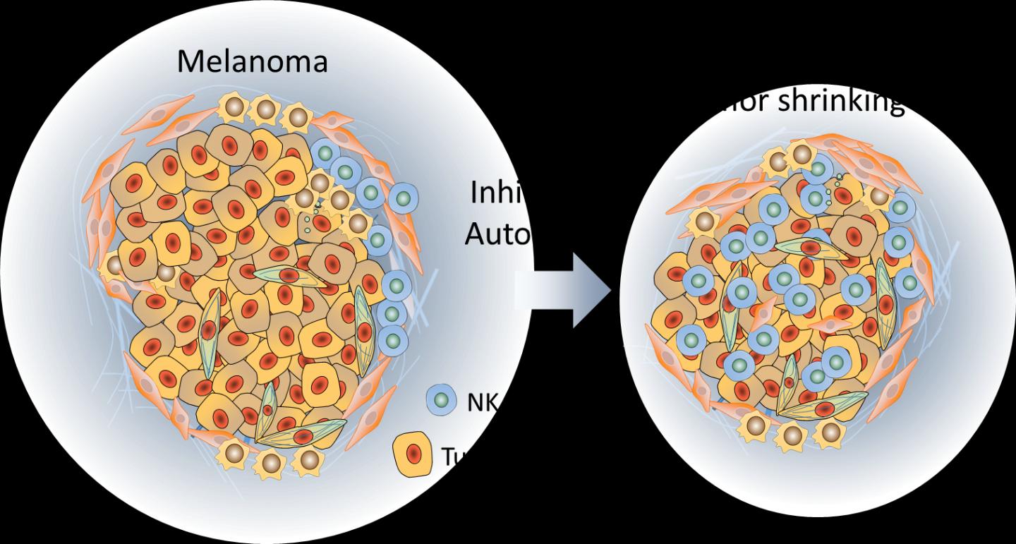 Autophagy Inhibition