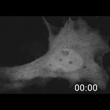 AMPK Is Summoned to the Mitochondria