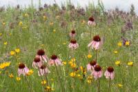 Purple Coneflower (Echinacea angustifolia) Plants