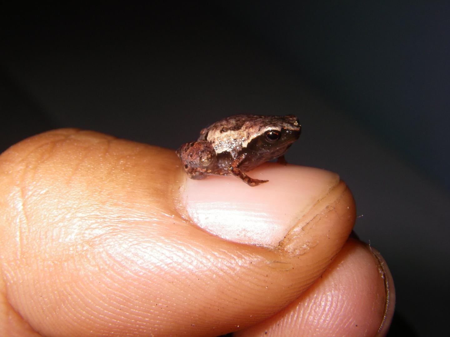 An Adult Male <em>Mini mum</em> (1 of 2)