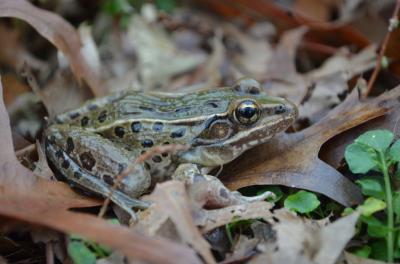 <i>Rana kauffeldi</i> Frog