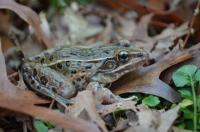 <i>Rana kauffeldi</i> Frog