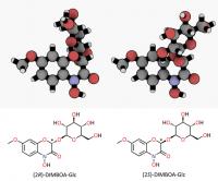 DIMBOA-Glc Epimers
