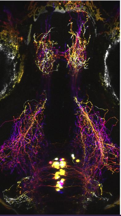 Zebrafish Dorsal raphe neurons and their axons are labelled with fluorescent reporters and depth encoded.