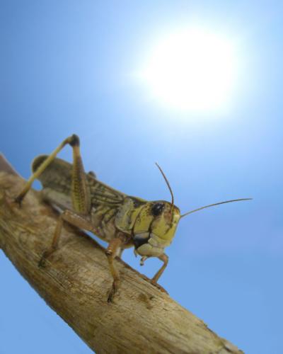 Locust