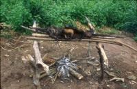 Bushmeat