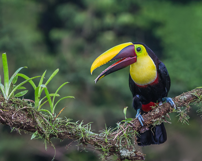 Chestnut-mandibled Toucan