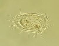 Researchers Rethink Symbiosis 3