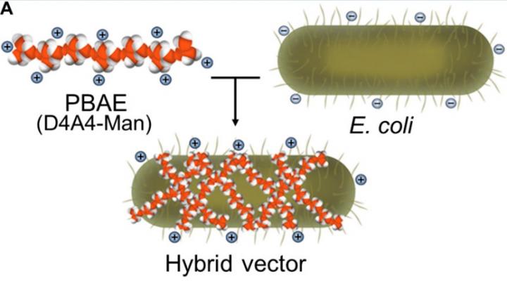 Synthetic Polymer