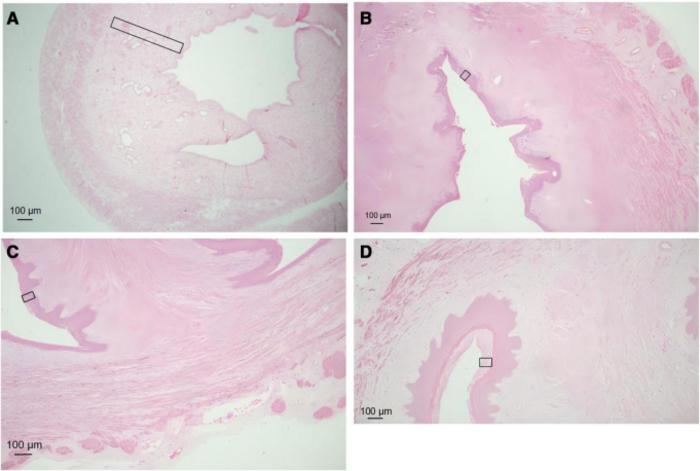 Morphological changes in each group (×100).