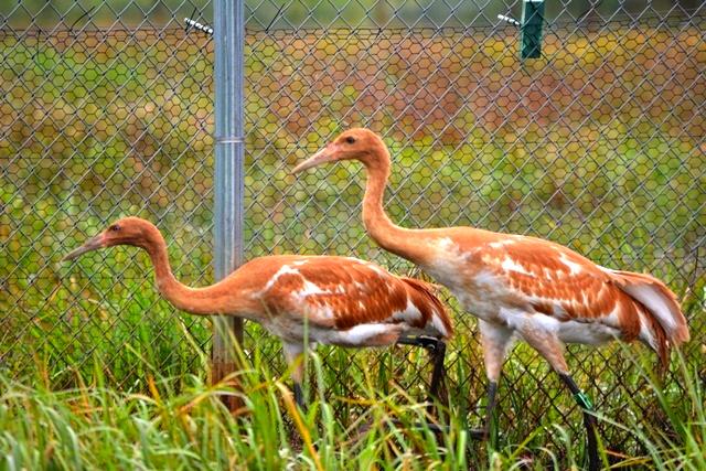 Two Parent-reared Whooping Cranes
