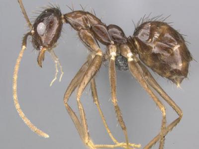 <i>P. zanjensis</i>