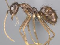 <i>P. zanjensis</i>