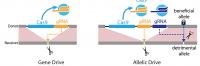 Gene-Drive Versus Allelic Drive