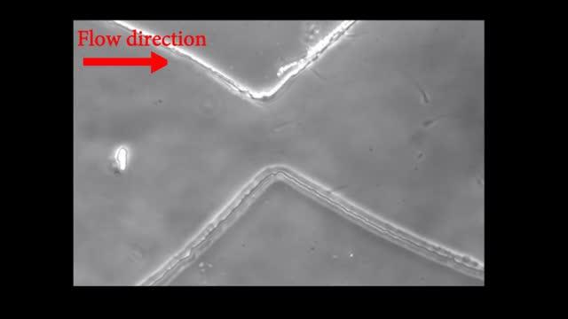 Is the Female Reproductive Tract Set Up to Select for Better-Swimming Sperm? (3 of 3)