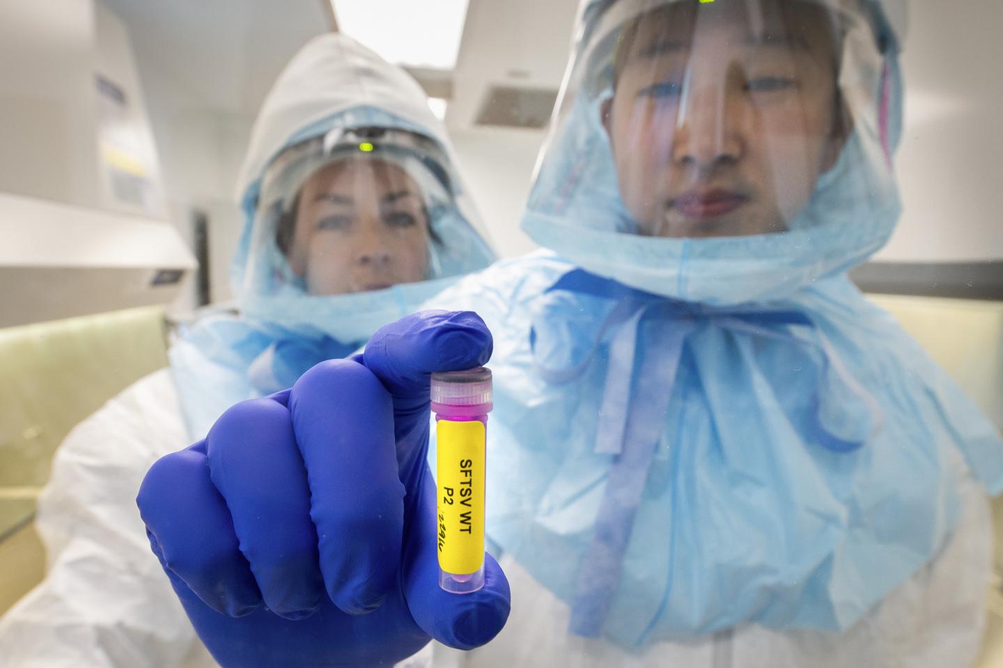 SFTS Virus in a Test Tube
