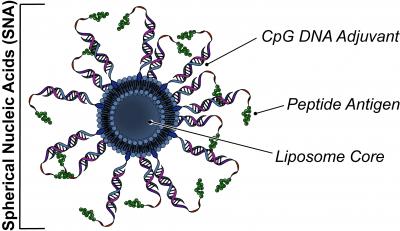 Spherical Nucleic Acid