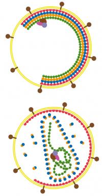 Maturing Retrovirus