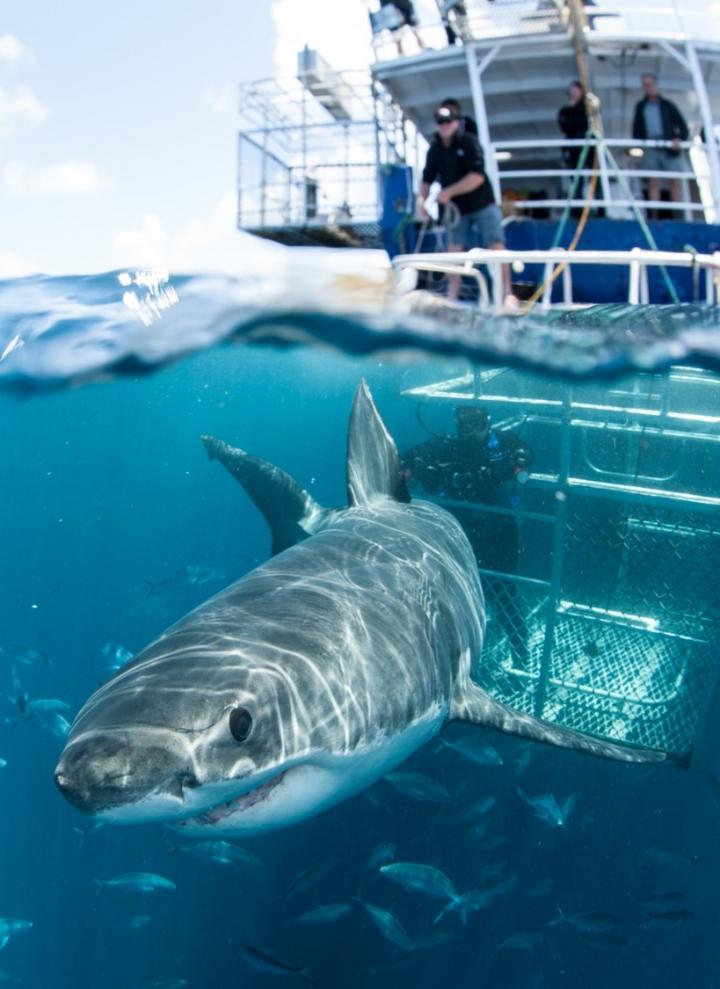 White Shark Cage Diving