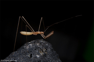 Thread-legged bug