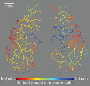 mouse brain frequencies