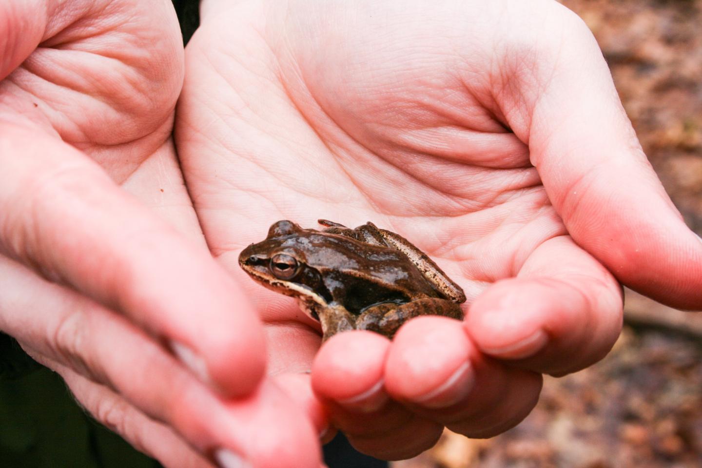 Wood Frog