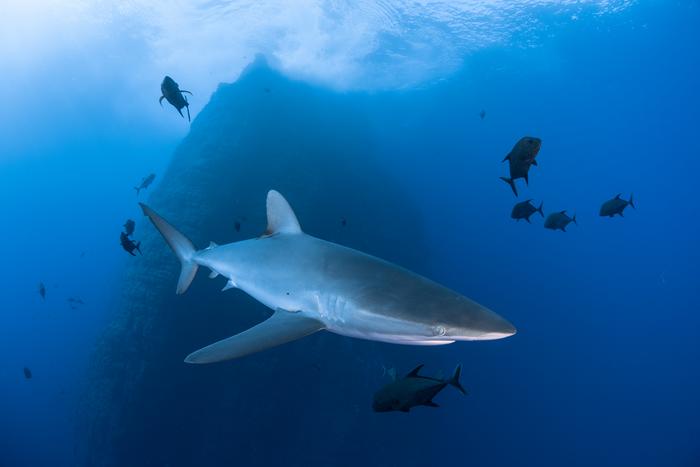 Silky shark in Eastern Tropical Pacific