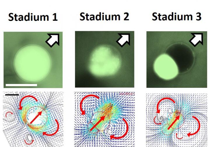 Development of a Janus Droplet