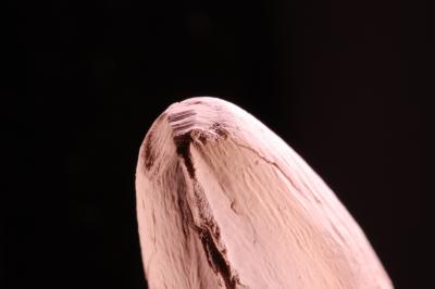 Bone Markings: Something for Researchers to Chew on (4 of 4)