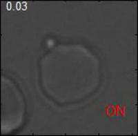 Forcible Detachment via Optical Tweezers