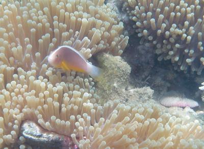 Nemo's Noisemaker 1 (of 2)