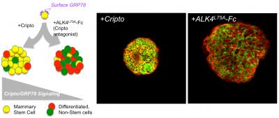 CRIPTO