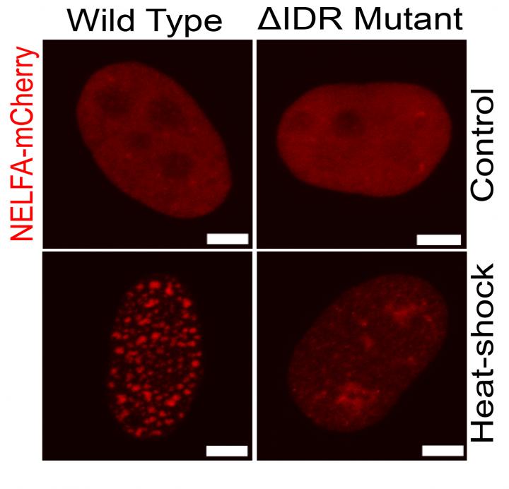 Protein droplets in stressed cells