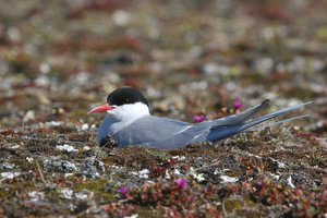 Arctic tern
