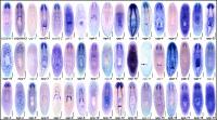 Planaria