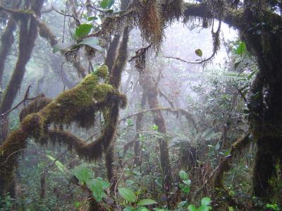 Tropical Rainforest