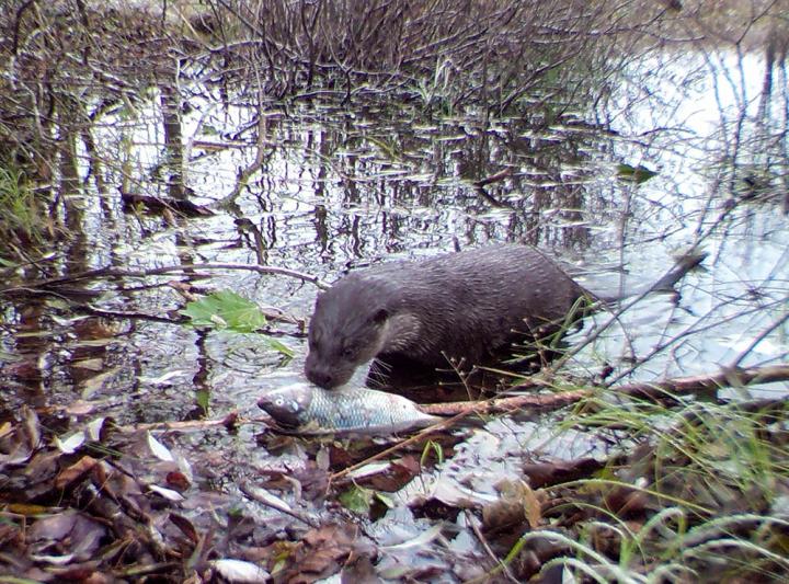 Eurasian Otter