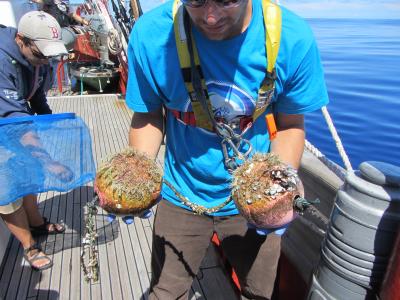 Plastisphere Floats