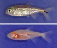Eyed and Eyeless <i>Astyanax mexicanus</i>