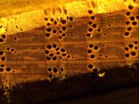 European oak magnification