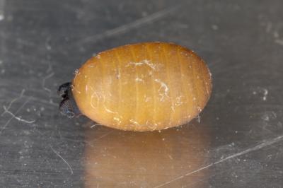 Tsetse Fly Genome Could Help Combat Sleeping Sickness (7 of 15)