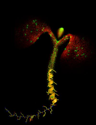 Membrane-bound Kinase Receptors