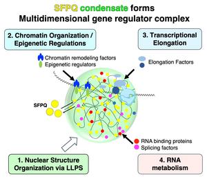 Gene-regulatory factors gathered within SFPQ condensates