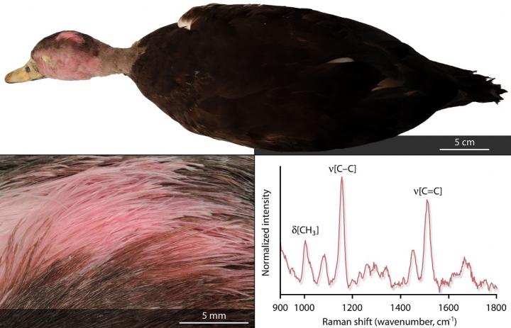 Plumage of Pink-headed Duck