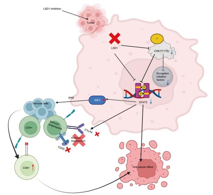 Mechanism of LSD1 Inhibition in Reversing OSCC Preneoplasia.